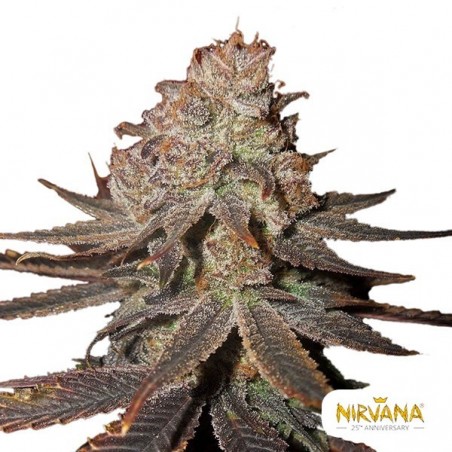 Blueberry Auto Nirvana Seeds Blueberry Auto Nirvana Seeds