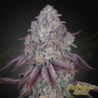 Persian Pie Green House Seeds