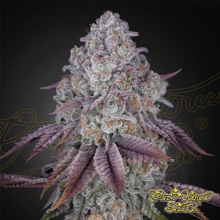 Plante de cannabis Persian Pie de Green House Seeds Plante de cannabis Persian Pie de Green House Seeds