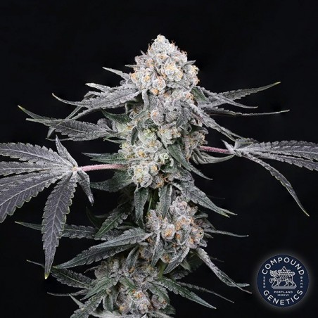 High Society de Compound Genetics - GB The Green Brand High Society de Compound Genetics - GB The Green Brand