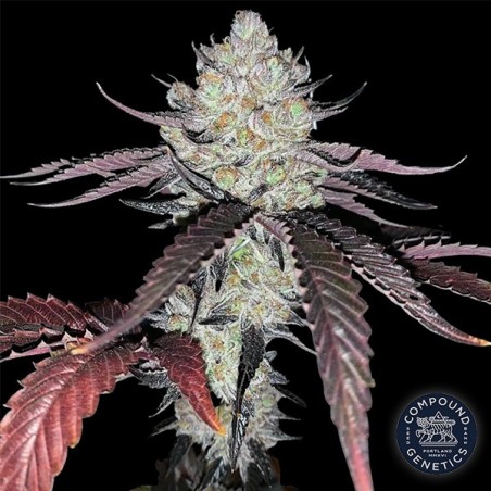 Marshmallow OG Marshmallow OG