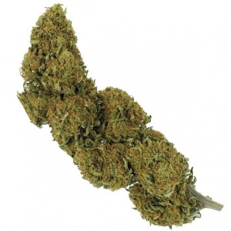 og kush flor