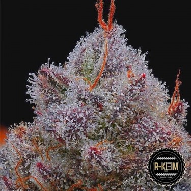El Xupet Negre R-Kiem Seeds