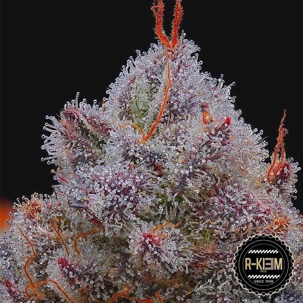 El Xupet Negre R-Kiem Seeds