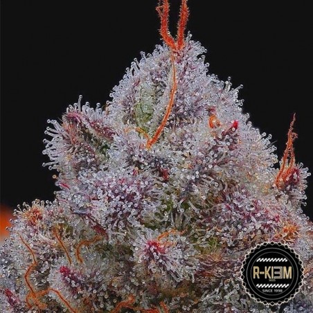 El Xupet Negre R-Kiem Seeds El Xupet Negre R-Kiem Seeds