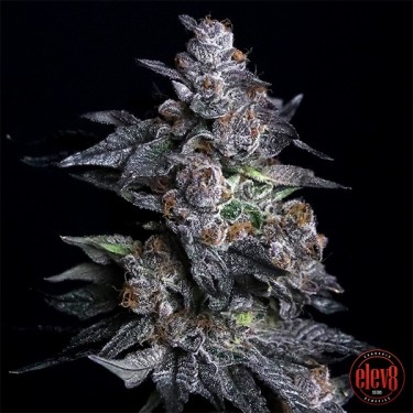 Apple Candie elev8 seeds