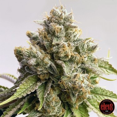 Don Juan de Milko elev8 seeds