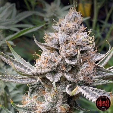 Golden Crisp elev8 seeds