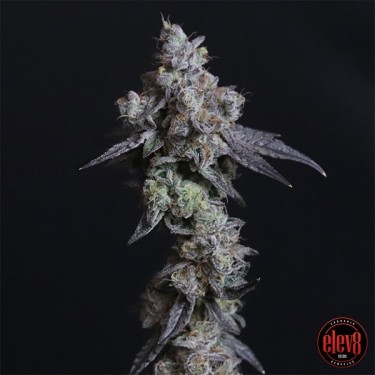 Lady Kush elev8 seeds