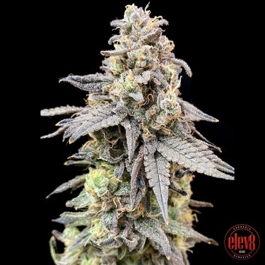Slow’n Sweet elev8 seeds