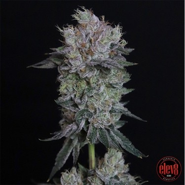 Tiki Tom elev8 seeds