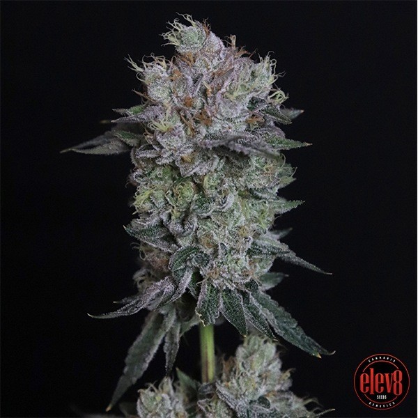 Tiki Tom elev8 seeds