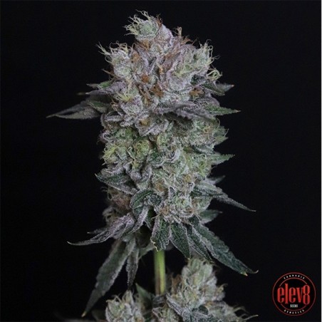 Tiki Tom elev8 seeds