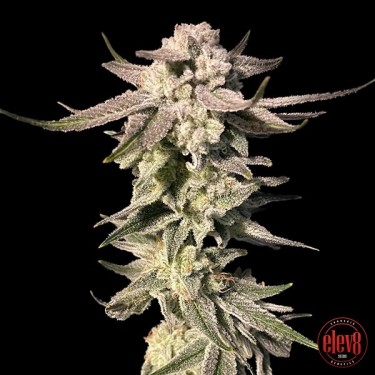 White Blizzard elev8 seeds