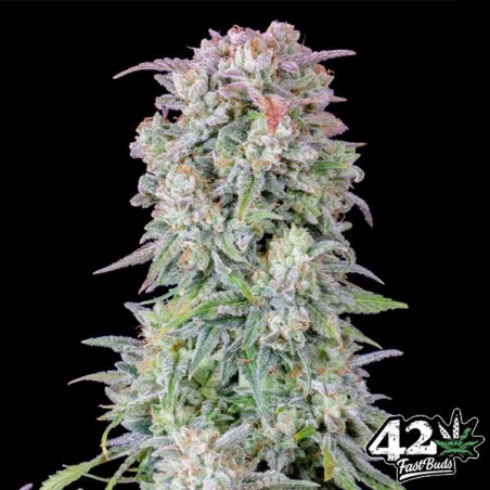 Afghan Kush Auto Afghan Kush Auto