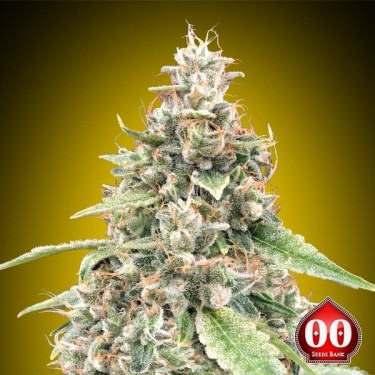 Auto Lemon OG 00 Seeds
