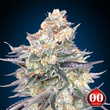 Blue Dream 00 Seeds