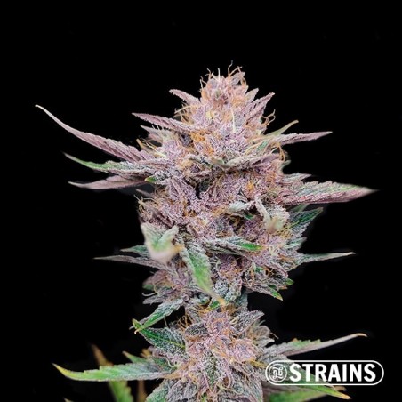 Cookies de Tropicana Ultra Rápido