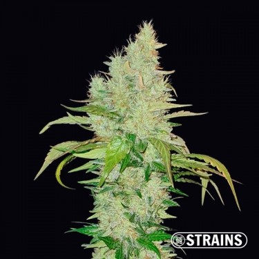 Comprare Ice Cream Cake di GB Strains - GB The Green Brand