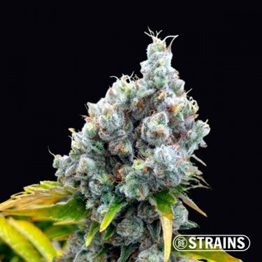 Comprare semi Fruntz di GB Strains - GB The Green Brand