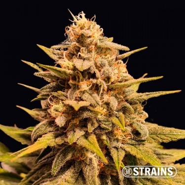 Apple Fritter