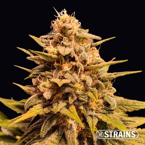 Apple Fritter semi femminizzati GB Strains - The Green Brand
