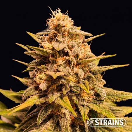 Apple Fritter