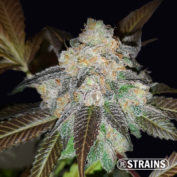 Harlequin CBD is a feminized seed - GB