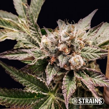 Grand Daddy Purple féminisée de GB Strains - Grow Barato