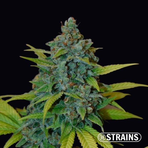 Banana de morango