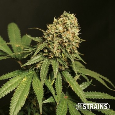 Cookies de Tropicana