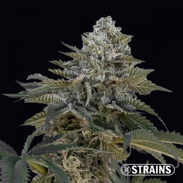 Auto Frosted Cake CBG de GB Strains -  GB The Green Brand