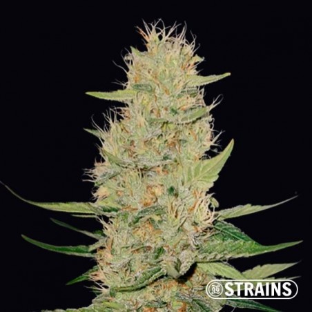 Auto Unicorn Poop GB Strains semi autofiorenti The green brand
