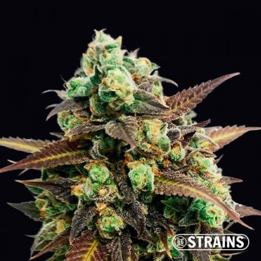 Auto Tangerina Kush