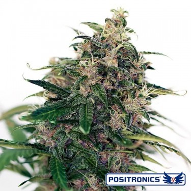 Somango 47 Auto