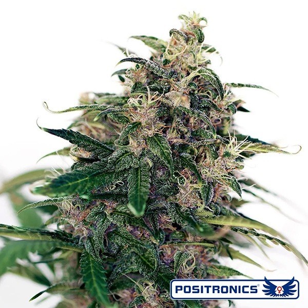 Somango 47 Auto