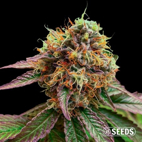 Forbidden Fruit Forbidden Fruit