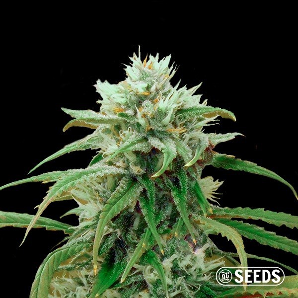 Amnesia Fast CBD bulk seeds - GB The Green Brand