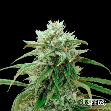 Amnesia Fast CBD bulk seeds - GB The Green Brand Amnesia Fast CBD bulk seeds - GB The Green Brand