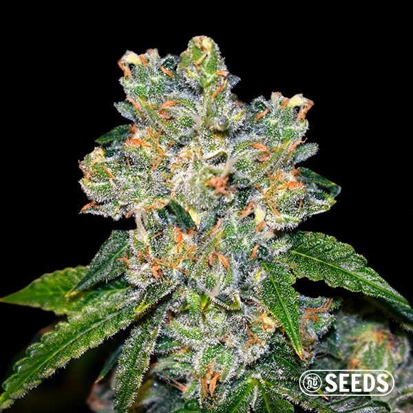 Plante de cannabis Amnesia CBD