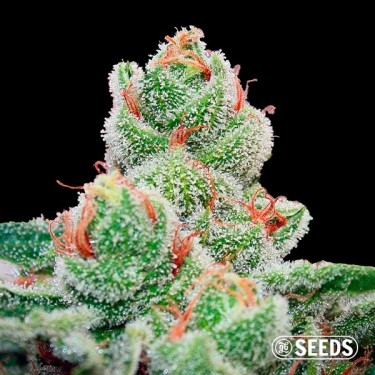 Blueberry Cheesecake Fast 100% feminizada