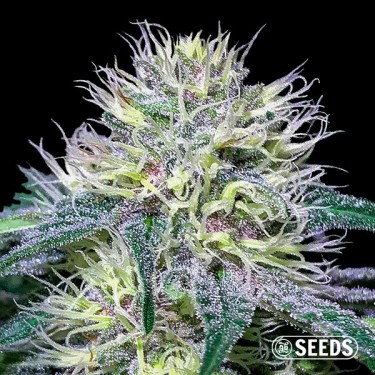 Original Amnesia Fast 100% feminizada