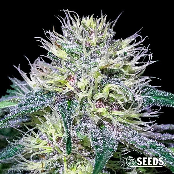 Original Amnesia Fast 100% feminizada