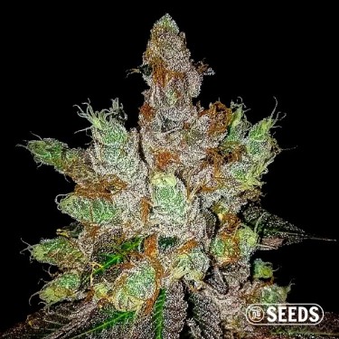 GMO Cookies 100% feminizada
