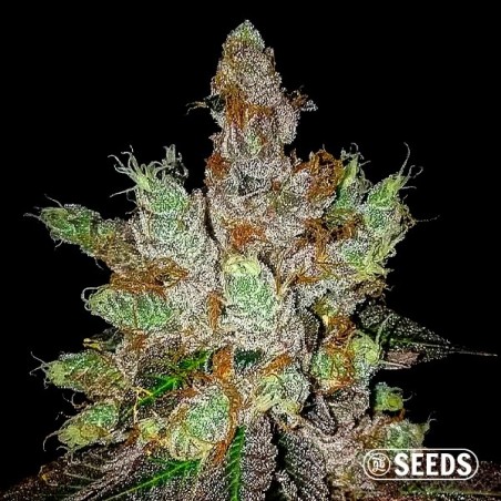 GMO Cookies 100% feminizada GMO Cookies 100% feminizada