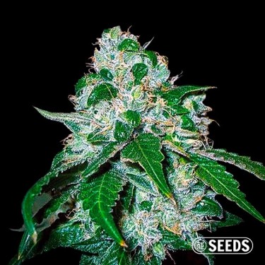 Critical Widow Feminized bulk seeds - GB