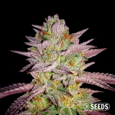 Zkittlez semi GB 100% femminilizzati