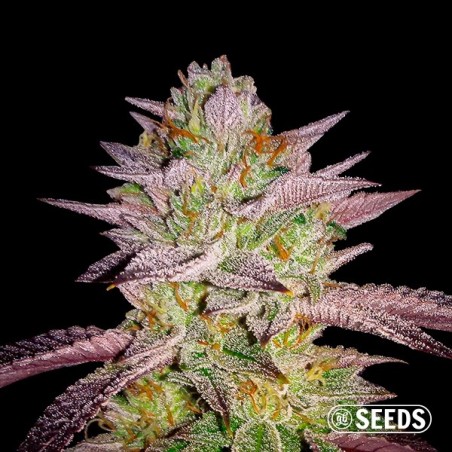 Zkittlez Zkittlez