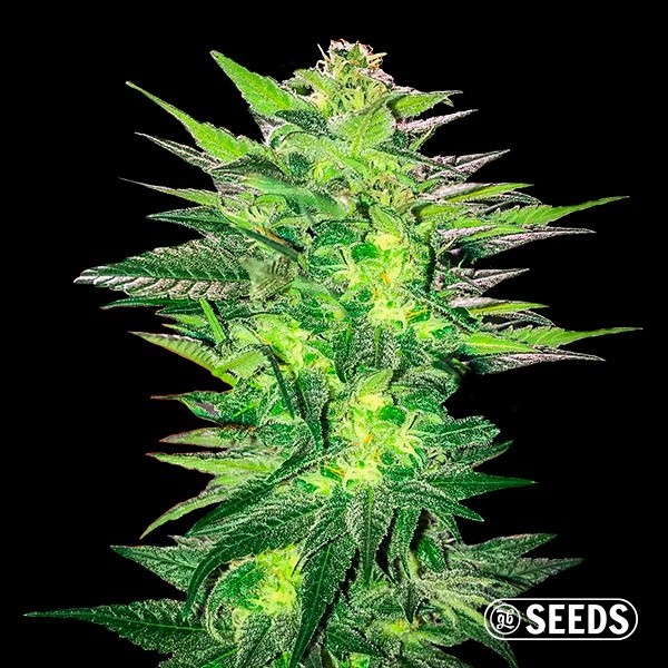 Critical x Somango varietà 100% femminizzata