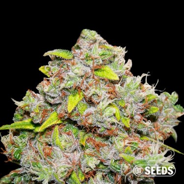 100% Feminized Kronik quality bulk seeds - GB